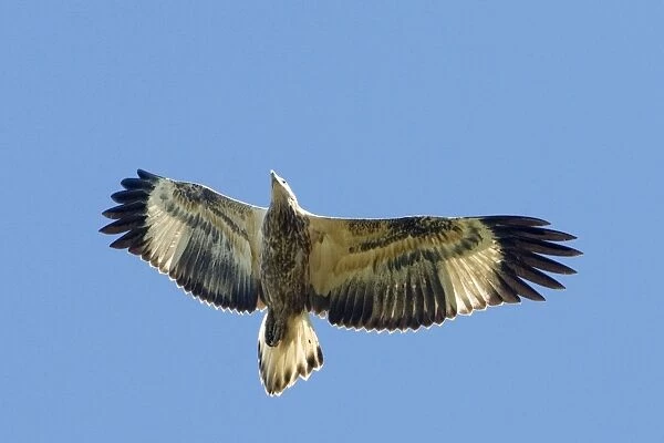 White-bellied Sea-Eagle - Juvenile bird in flight - View from below - MacLeod's Morass, Bairnsdale, Victoria, Australia