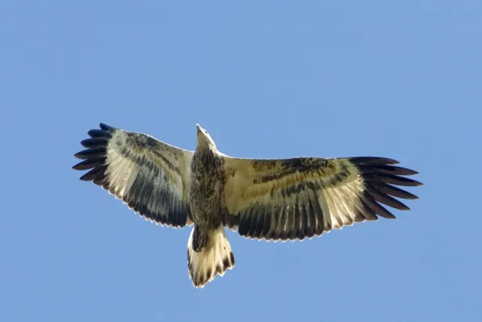 Framed Print : White-bellied Sea-Eagle - Juvenile bird in flight - View from below - MacLeod's Morass, Bairnsdale, Victoria, Australia Framed Print : White-bellied Sea-Eagle - Juvenile bird in flight - View from below - MacLeod's Morass, Bairnsdale, Victoria, Australia