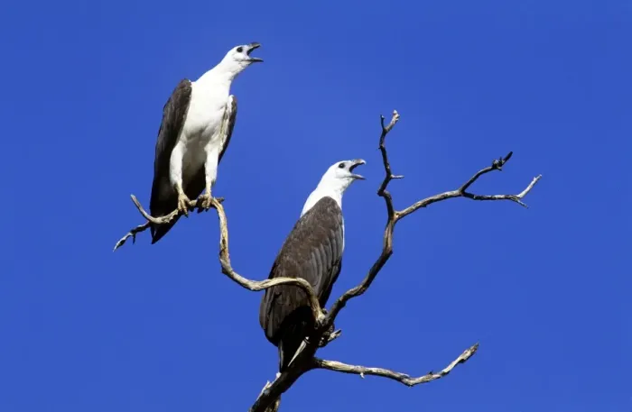 Framed Print : White-bellied Sea-eagle - pair greeting - Yellow water Kakadu National Park - Northern Territory Australia Framed Print : White-bellied Sea-eagle - pair greeting - Yellow water Kakadu National Park - Northern Territory Australia