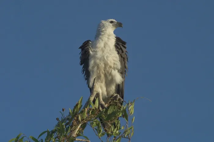 Framed Print : White-bellied Sea-Eagle - Perched on tree, riffling feathers. Found right around Australian coasts and inland along large rivers. Yellow Waters, Kakadu National Park, Northern Territory, Australia - A World Heritage listed park Framed Print : White-bellied Sea-Eagle - Perched on tree, riffling feathers. Found right around Australian coasts and inland along large rivers. Yellow Waters, Kakadu National Park, Northern Territory, Australia - A World Heritage listed park