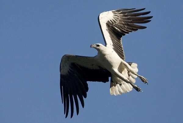 White-bellied Sea-Eagle In Prince Frederick Harbour, Kimberley, Western Australia. Common around Australian coasts and inland along rivers and around lakes