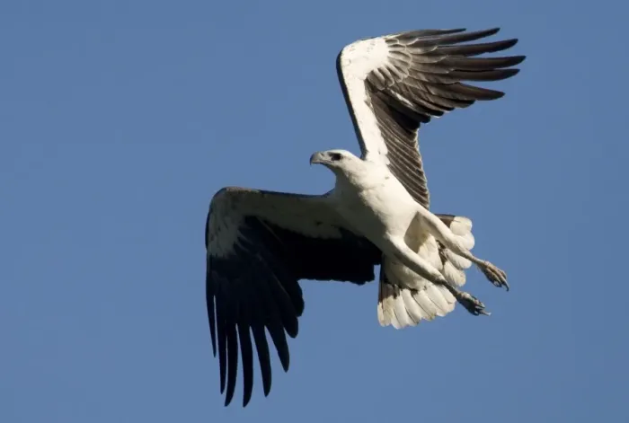 Framed Print : White-bellied Sea-Eagle In Prince Frederick Harbour, Kimberley, Western Australia. Common around Australian coasts and inland along rivers and around lakes