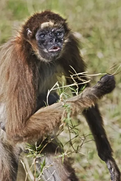 Framed Print : White-bellied Spider Monkey. Venezuela Framed Print : White-bellied Spider Monkey. Venezuela