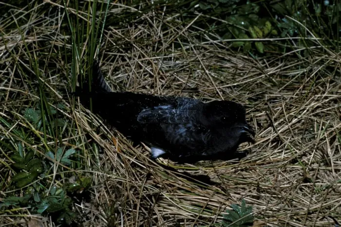 Framed Print : White bellied storm Petrel on nest Framed Print : White bellied storm Petrel on nest