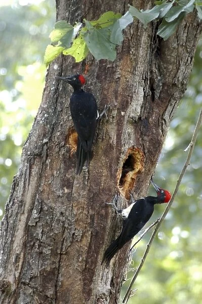 White bellied Woodpecker; India and Sri Lanka forests; pair excavating nesting hole