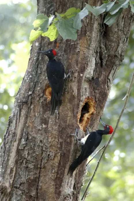 Framed Print : White bellied Woodpecker; India and Sri Lanka forests; pair excavating nesting hole Framed Print : White bellied Woodpecker; India and Sri Lanka forests; pair excavating nesting hole