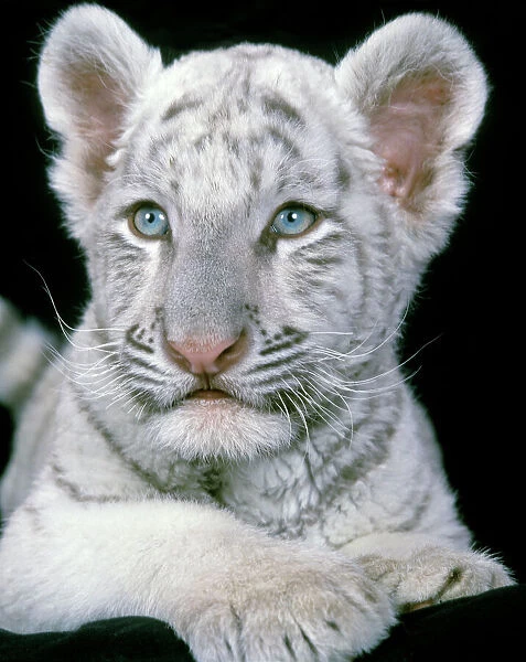 White Bengal  /  Indian Tiger - cub