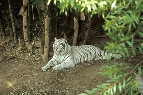 White Bengal Tiger KF 11428 Leo t. tigris © Kenneth W. Fink  /  ardea. com