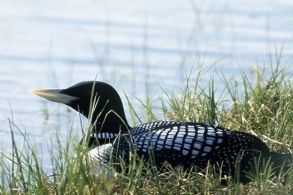 White-billed Diver - also known as Yellow-billed diver  /  Loon in North America