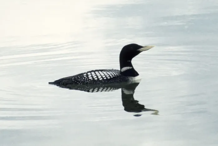 Framed Print : White-billed Diver - also known as Yellow-billed diver  /  Loon in North America