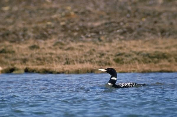White-billed Diver  /  Yellow-billed Loon