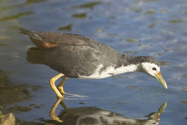 White-breasted Waterhen - Found throughout Asia and Indonesia. Also Christmas Island and Cocos (Keeling) Islands in the Indian Ocean, where this bird was photographed