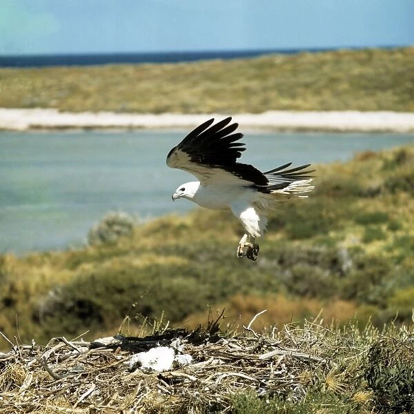 White-breasted  /  White-bellied Sea Eagle - landing at eyrie