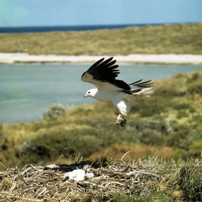 Framed Print : White-breasted / White-bellied Sea Eagle - landing at eyrie Framed Print : White-breasted / White-bellied Sea Eagle - landing at eyrie