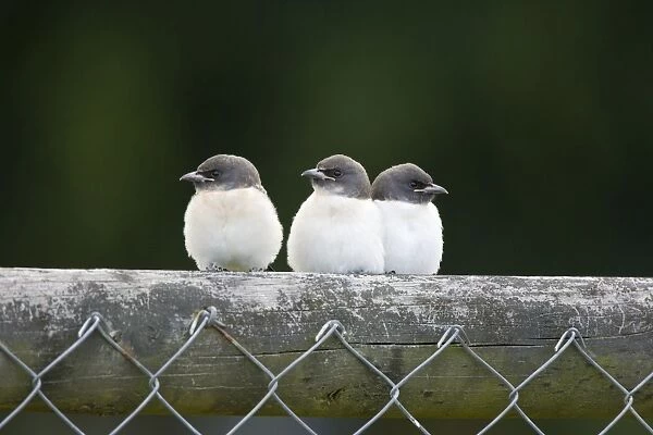 White-breasted Woodswallow Chicks Three fledgling chicks perched on a fence waiting to be fed. Queensland, Australia