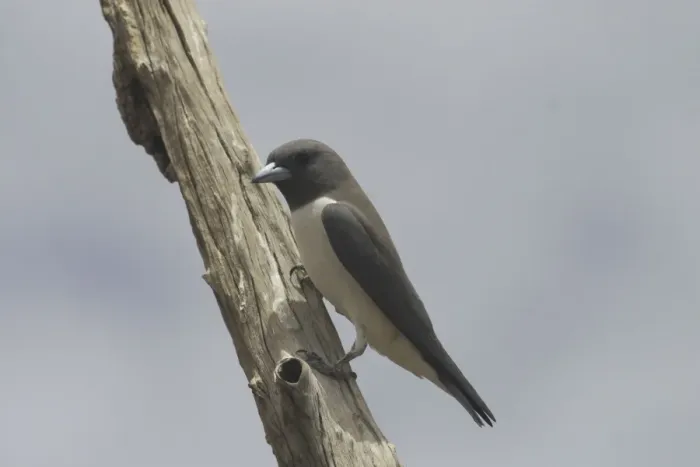 Framed Print : White-breasted Woodswallow Lake Waggaboonyah. Mt Gordon, Queensland, Australia Framed Print : White-breasted Woodswallow Lake Waggaboonyah. Mt Gordon, Queensland, Australia