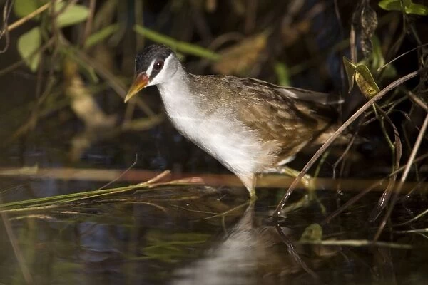 White-browed Crake A bird of wetlands in the far north of Australia. Common in optimum habitat. Nomadic to ephemeral water where it breeds and then departs. At Kupungarri sewage ponds which had water in for the first time for many years