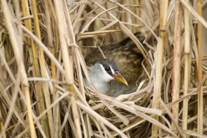 Framed Print : White-browed Crake incubating A bird of wetlands in the far north of Australia. Common in optimum habitat. Nomadic to ephemeral water where it breeds and then departs Framed Print : White-browed Crake incubating A bird of wetlands in the far north of Australia. Common in optimum habitat. Nomadic to ephemeral water where it breeds and then departs