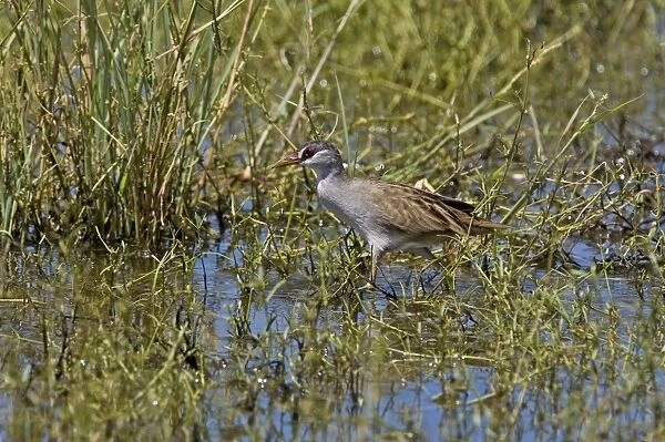 White-browed Crake At Mt Barnett water treatment ponds. Found in the tropical far north of the Kimberley, Northern Territory and Queensland in wetlands with aquatic vegetation. Always places nests in vegetation standing in water