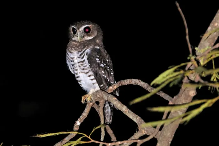 Framed Print : White-browed Hawk-Owl - Berenty Private Reserve - Southern Madagascar Framed Print : White-browed Hawk-Owl - Berenty Private Reserve - Southern Madagascar