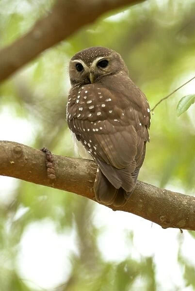 White-browed Owl - endemic. On branch, backview Berenty, Madagascar