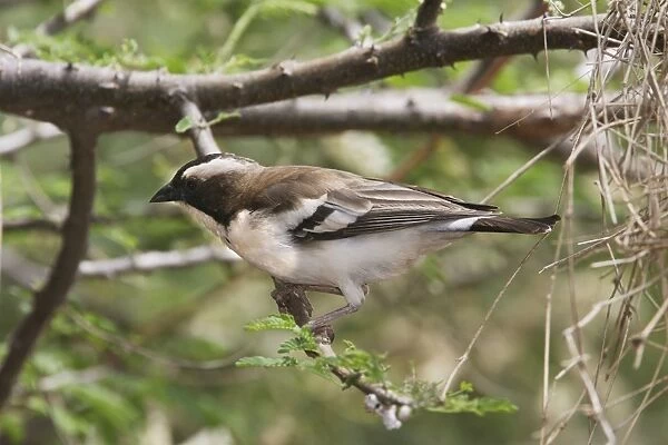 White-browed Sparrow-Weaver. Arsi Region - Ethiopia
