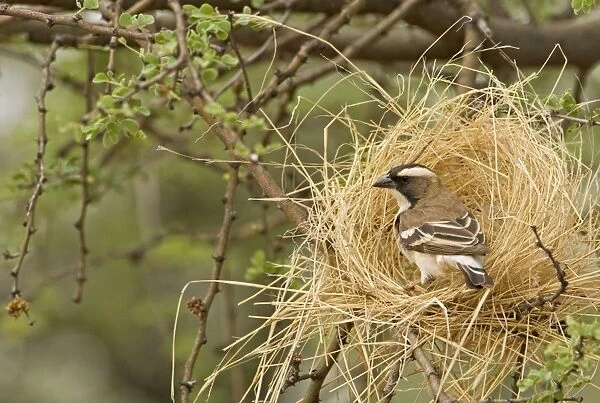 White Browed Sparrow Weaver Constructing a decoy nest. Central Namibia, Africa