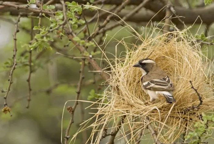 Framed Print : White Browed Sparrow Weaver Constructing a decoy nest. Central Namibia, Africa