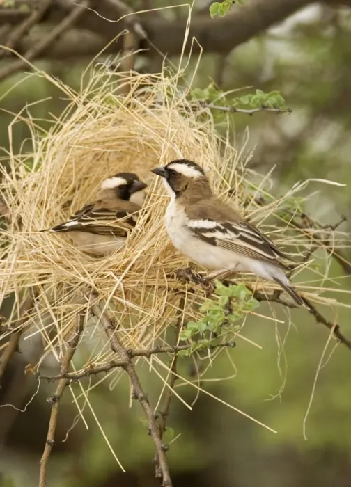 Framed Print : White Browed Sparrow Weaver Constructing a decoy nest. Central Namibia, Africa Framed Print : White Browed Sparrow Weaver Constructing a decoy nest. Central Namibia, Africa
