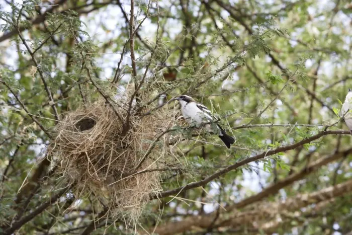 Framed Print : White-browed Sparrow-Weaver - at nest. Lake Chamo - Awasa - Ethiopia