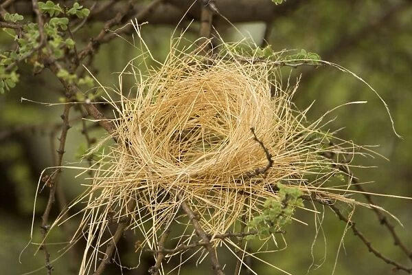 White Browed Sparrow Weaver Nest Half completed false' / decoy nest. Central Namibia, Africa