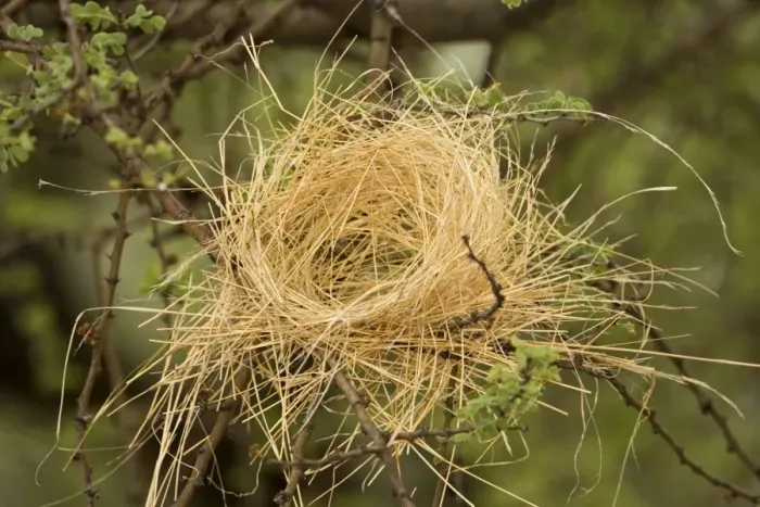 Framed Print : White Browed Sparrow Weaver Nest Half completed false' / decoy nest. Central Namibia, Africa Framed Print : White Browed Sparrow Weaver Nest Half completed false' / decoy nest. Central Namibia, Africa