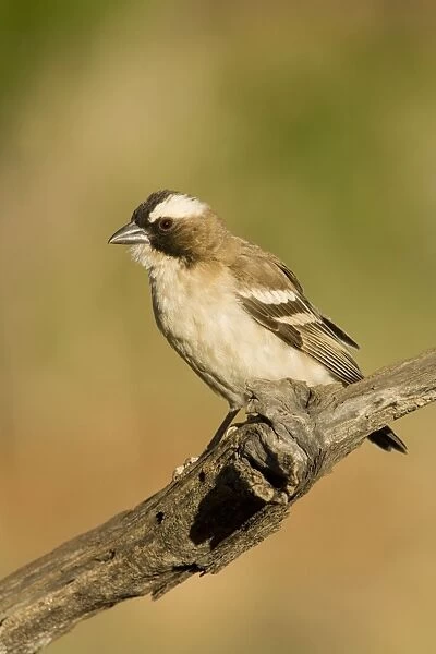 White Browed Sparrow Weaver Portrait Central Namibia, Africa