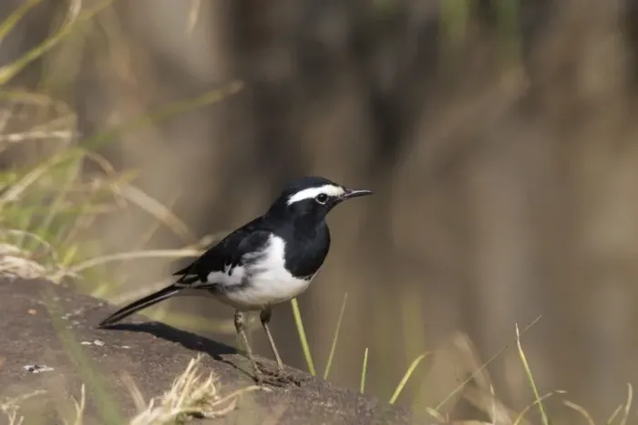 Framed Print : White-browed Wagtail - On ground Usually found near freshwater wetlands. This bird by a drain within the town itself. A widespread Indian resident photographed in Ootacamund, Nilgiri Hills, Western Ghats, India, Asia