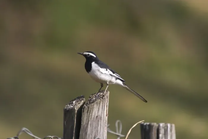 Framed Print : White-browed Wagtail - Perched on post Usually found near freshwater wetlands. This bird by a drain within the town itself. A widespread Indian resident photographed in Ootacamund, Nilgiri Hills, Western Ghats, India, Asia Framed Print : White-browed Wagtail - Perched on post Usually found near freshwater wetlands. This bird by a drain within the town itself. A widespread Indian resident photographed in Ootacamund, Nilgiri Hills, Western Ghats, India, Asia