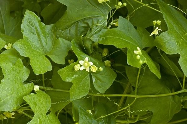 White Bryony in flower (Bryonia dioica). Common