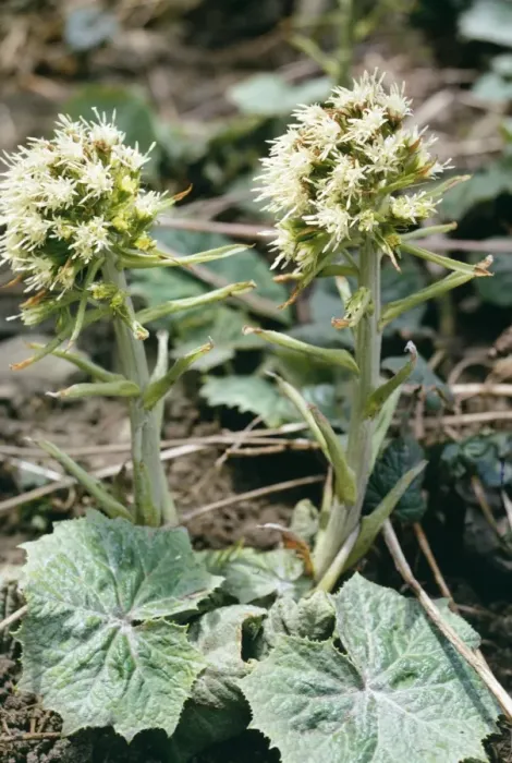 Framed Print : White Butterbur Framed Print : White Butterbur