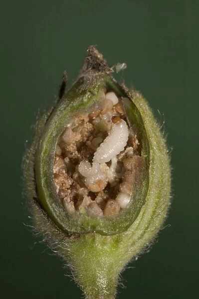 White Campion - cross-section of a fruit with its seeds parasitized by weevils larvas. Europe