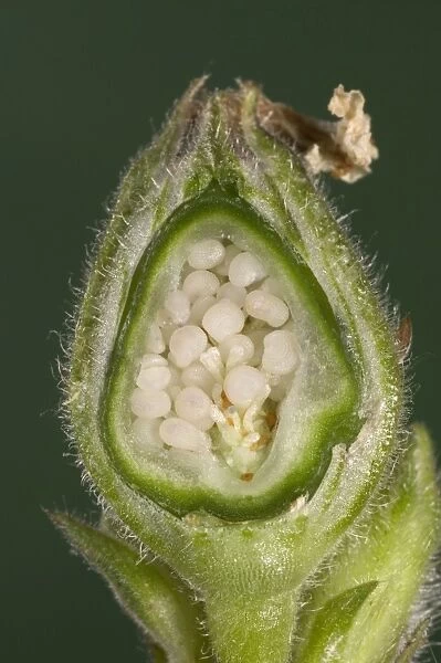 White Campion - cross-section of a fruit with its seeds. Europe
