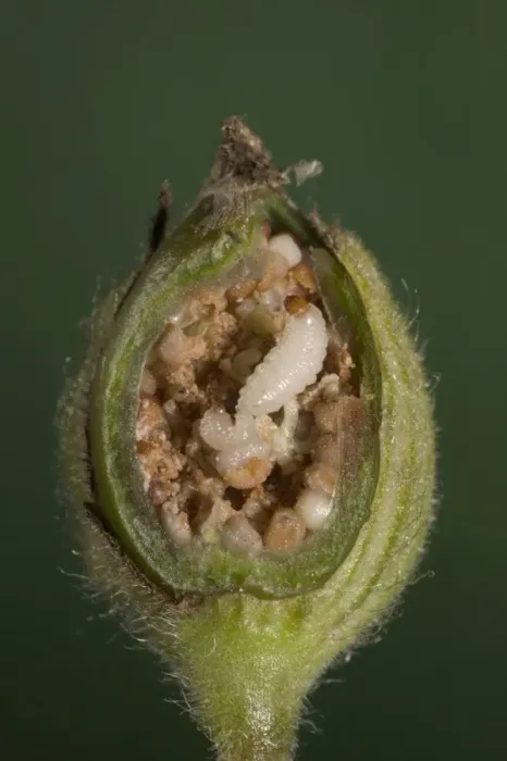 Framed Print : White Campion - cross-section of a fruit with its seeds parasitized by weevils larvas. Europe Framed Print : White Campion - cross-section of a fruit with its seeds parasitized by weevils larvas. Europe