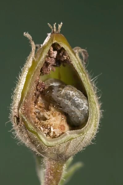 White Campion - Cut of a fruit parasitized by a caterpillar of a noctuidae. Europe
