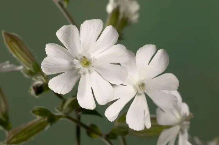 Framed Print : White Campion - Male flowers. Europe Framed Print : White Campion - Male flowers. Europe