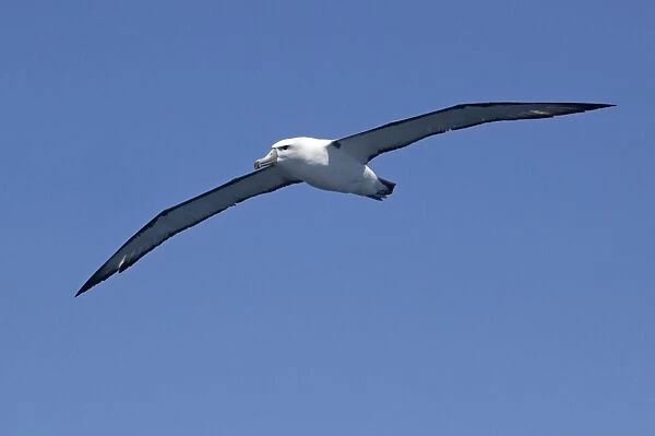 White-capped Albatross - in flight - offshore from Kaikoura, South Island, New Zealand