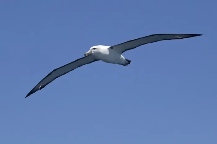 Framed Print : White-capped Albatross - in flight - offshore from Kaikoura, South Island, New Zealand