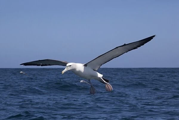 White-capped Albatross - in flight above sea - offshore from Kaikoura, South Island, New Zealand