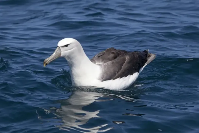 Framed Print : White-capped Albatross - on sea - offshore from Kaikoura, South Island, New Zealand Framed Print : White-capped Albatross - on sea - offshore from Kaikoura, South Island, New Zealand