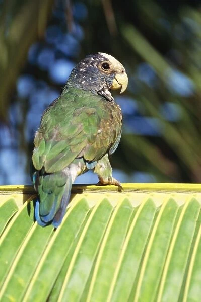 White-capped Parrot Distribution: Mexico to Panama on the Caribbean slope