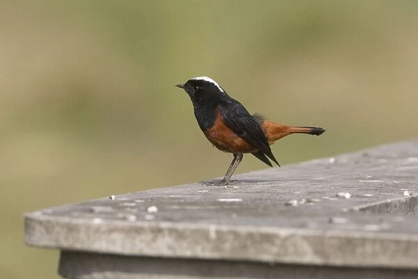 White-capped Redstart - on a wall near the Kosi River, Corbett National Park, India