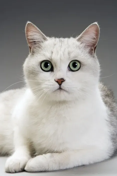 Framed Print : White Cat. LA-3175. White Cat. Jean Michel Labat Framed Print : White Cat. LA-3175. White Cat. Jean Michel Labat