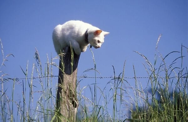 White Cat perched on post watching for mice